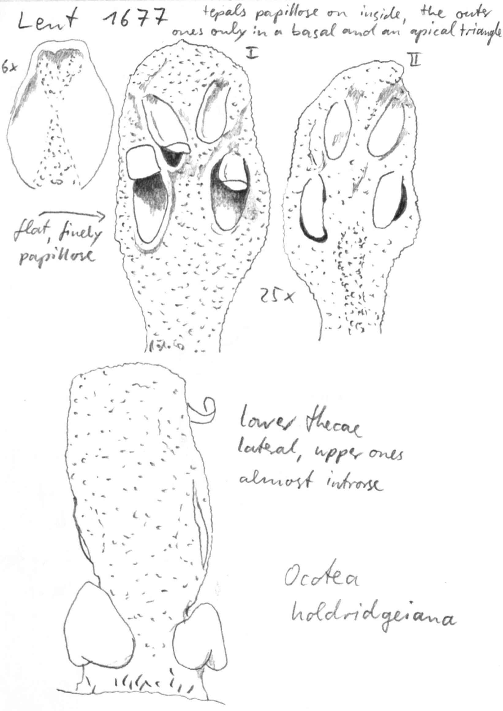 Vorschaubild Ocotea holdridgeana W.C. Burger